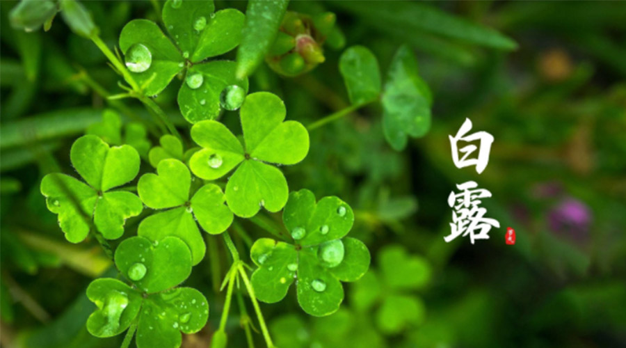 白露時(shí)節(jié)！ 金環(huán)電器提醒大家要注意這些事項(xiàng)